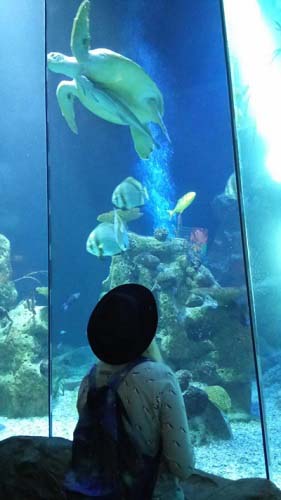 Bild von Schildkröten im Haus des Meeres