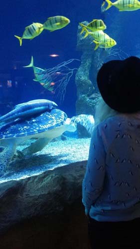 Bild von Fischen im Haus des Meeres